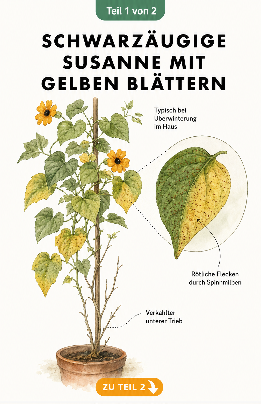Illustration einer Schwarzäugigen Susanne mit gelben Blättern, kahlem unterem Trieb und rötlichen Flecken durch Spinnmilben.
