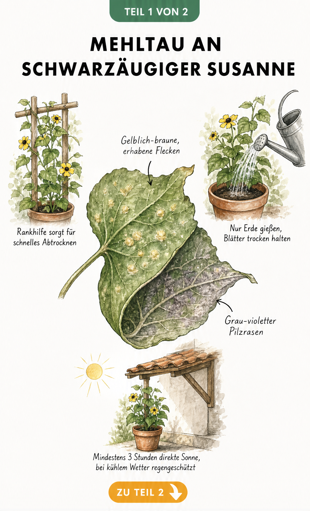 Illustration eines Blattes der Schwarzäugigen Susanne mit gelblich-braunen Flecken und grau-violettem Pilzrasen als Symptome für Mehltau.
