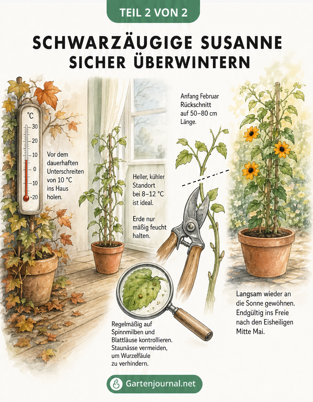 Aquarell-Illustration zur Überwinterung der Schwarzäugigen Susanne von Herbst bis Frühling