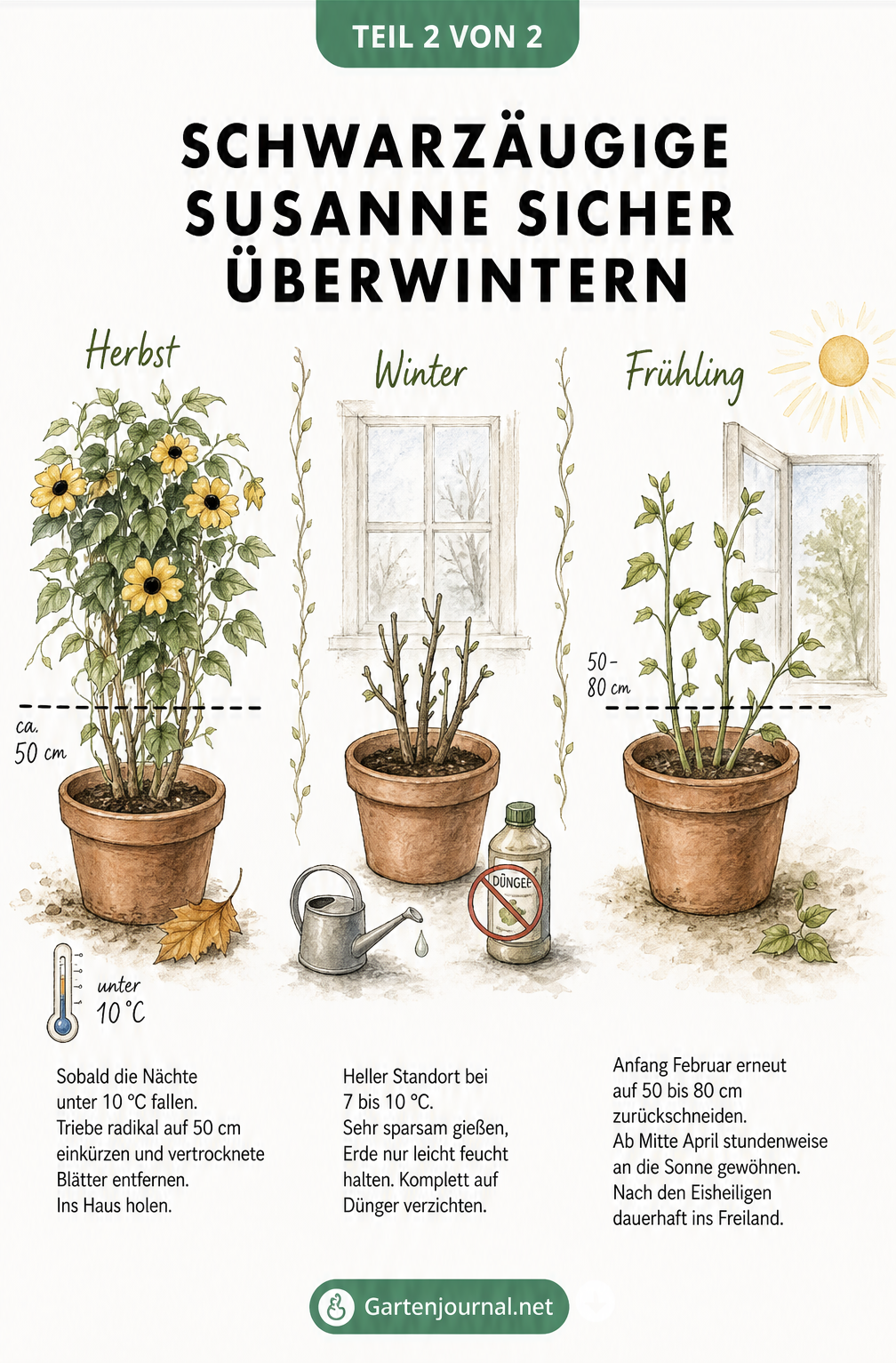 Illustration zur Überwinterung der Schwarzäugigen Susanne: Rückschnitt im Herbst, kühler Standort im Winter und erneuter Schnitt im Frühling.