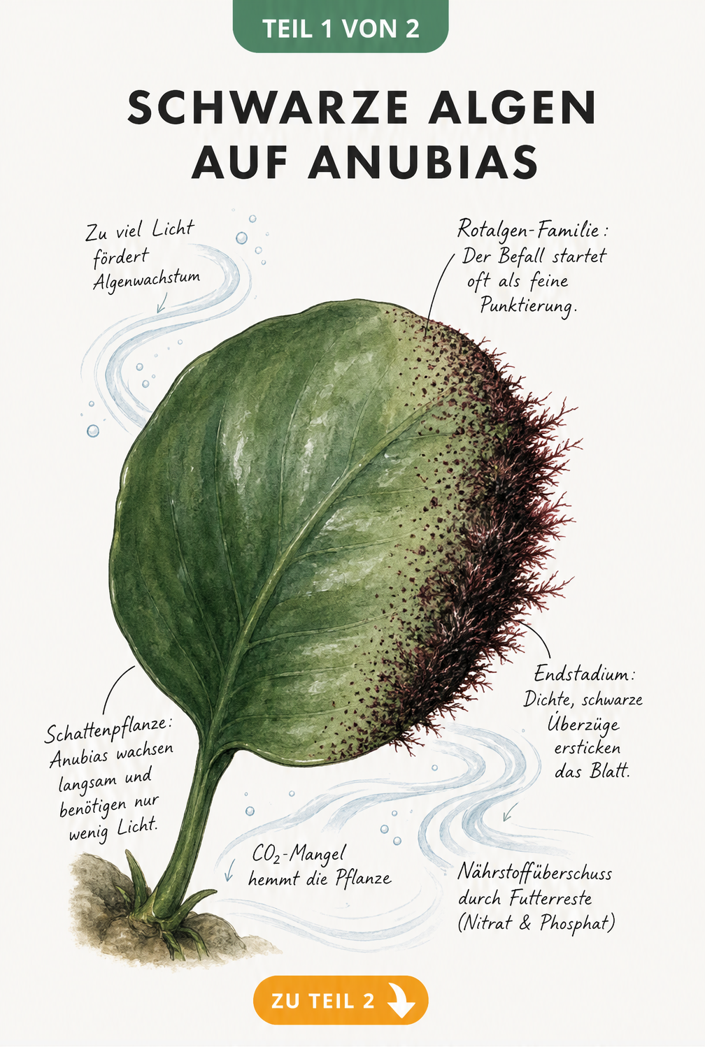 Aquarell-Illustration eines Anubias-Blattes, das den Verlauf eines Befalls mit schwarzen Algen von gesund bis zum Endstadium zeigt.