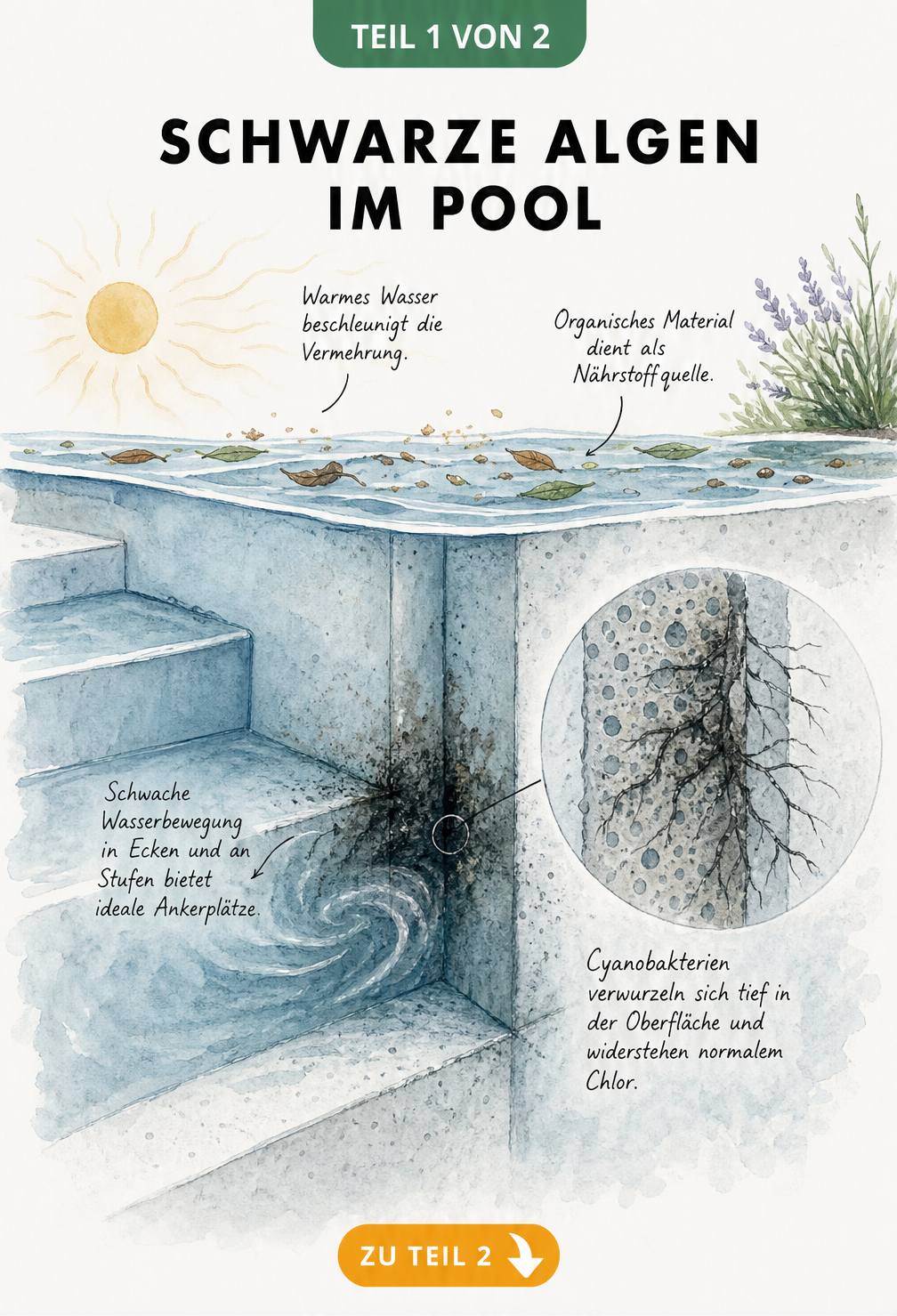 Querschnitt einer Poolecke unter Wasser mit schwarzen Algen, die sich in der Wand verwurzeln, sowie Faktoren wie organisches Material und schwache Zirkulation.