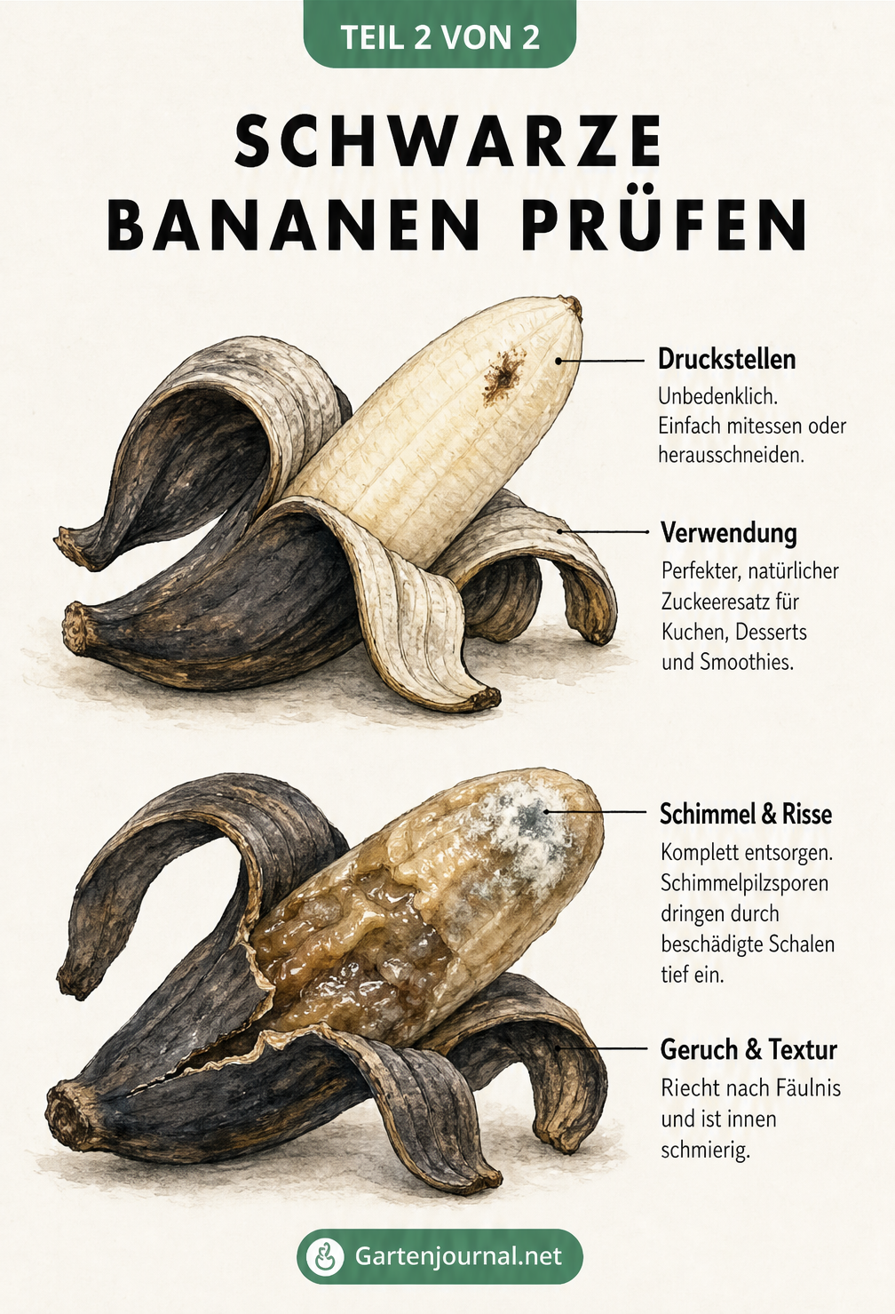 Vergleich zweier schwarzer Bananen: Eine intakte, vollreife Banane und eine verdorbene Banane mit Rissen und Schimmel.