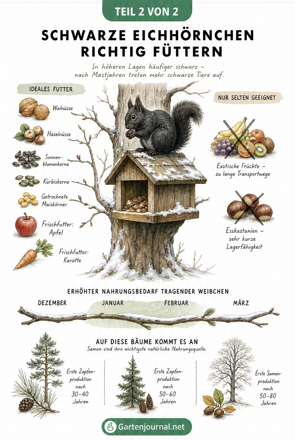 Illustration eines schwarzen Eichhörnchens am Futterhaus mit geeigneten Nüssen und Samen sowie ungeeigneten exotischen Früchten