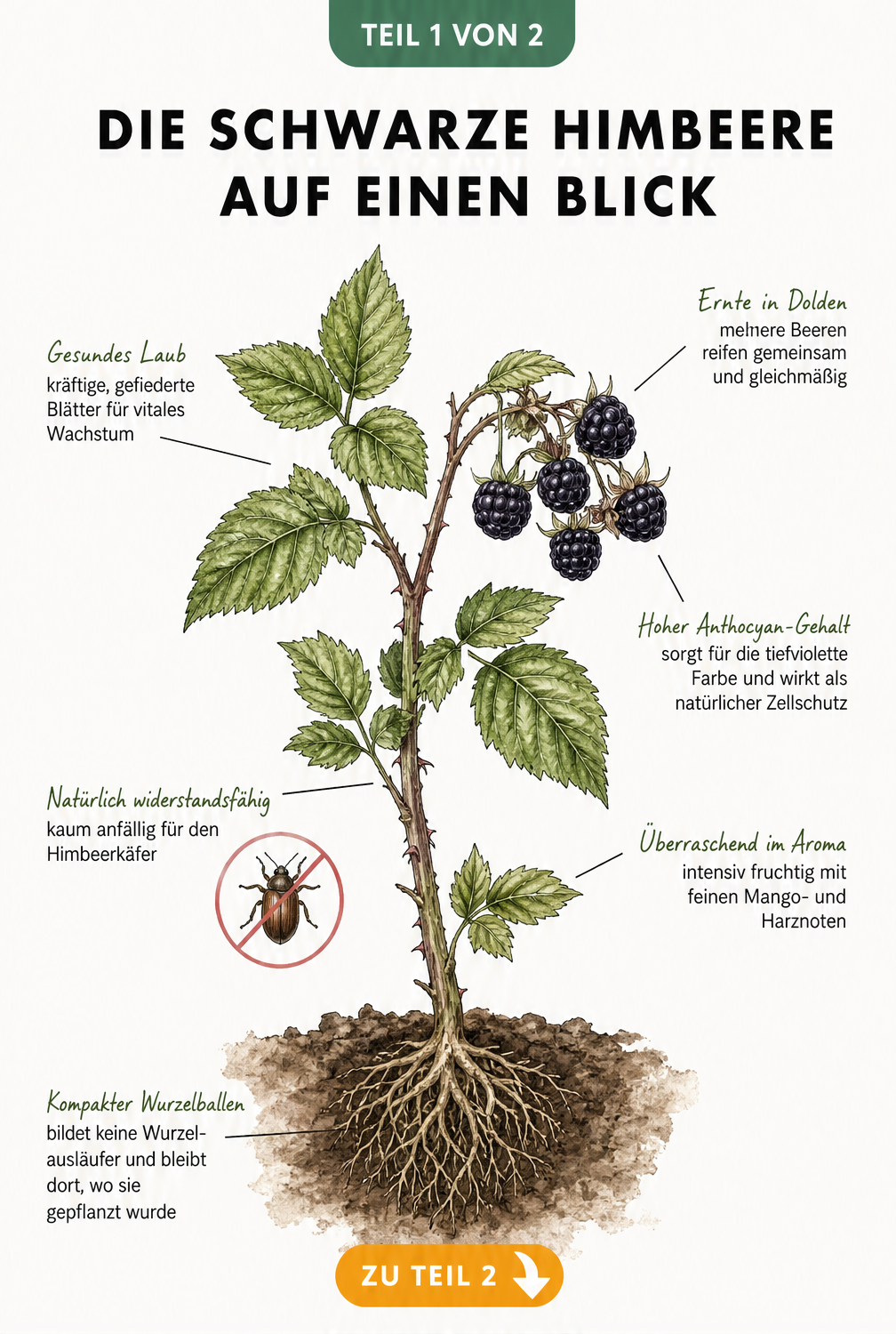 Botanische Illustration eines schwarzen Himbeerstrauchs mit Wurzeln, Blättern und dunkelvioletten Früchten