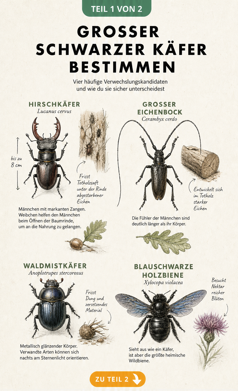 Illustrationen von Hirschkäfer, Großem Eichenbock, Waldmistkäfer und Blauschwarzer Holzbiene zur Bestimmung