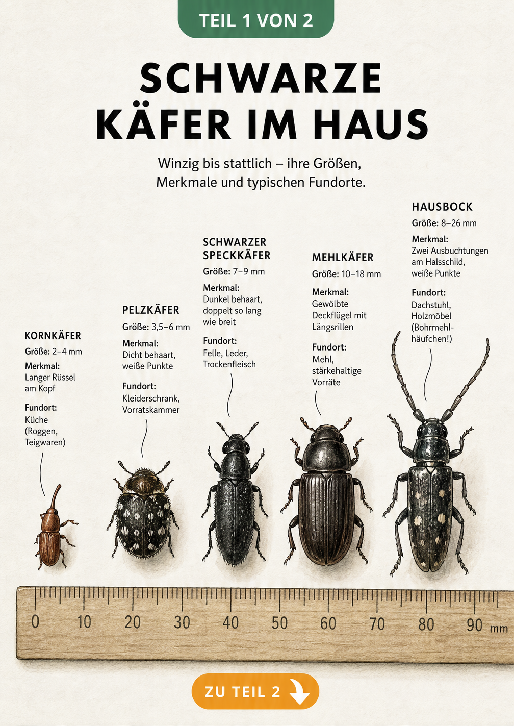 Illustration von fünf kleinen schwarzen Käfern im Haus: Kornkäfer, Pelzkäfer, Schwarzer Speckkäfer, Mehlkäfer und Hausbock mit Größenangaben und Merkmalen.