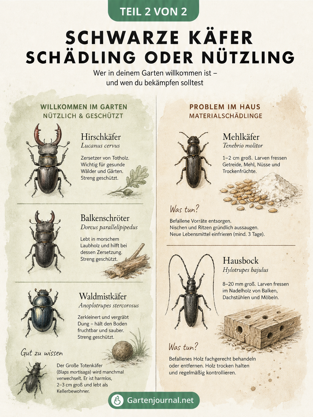 Gegenüberstellung von nützlichen schwarzen Käfern wie Hirschkäfer und Schädlingen wie Mehlkäfer