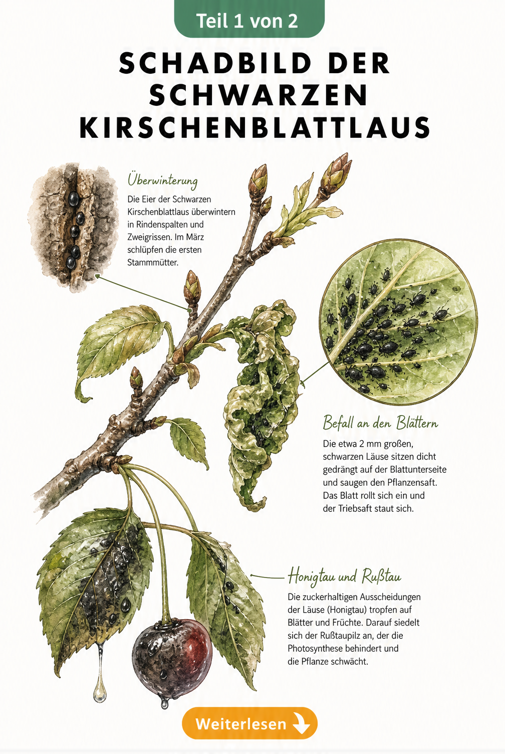 Illustration eines Kirschzweiges mit Symptomen der Schwarzen Kirschenblattlaus, inklusive Eiern, gekräuselten Blättern und Honigtau