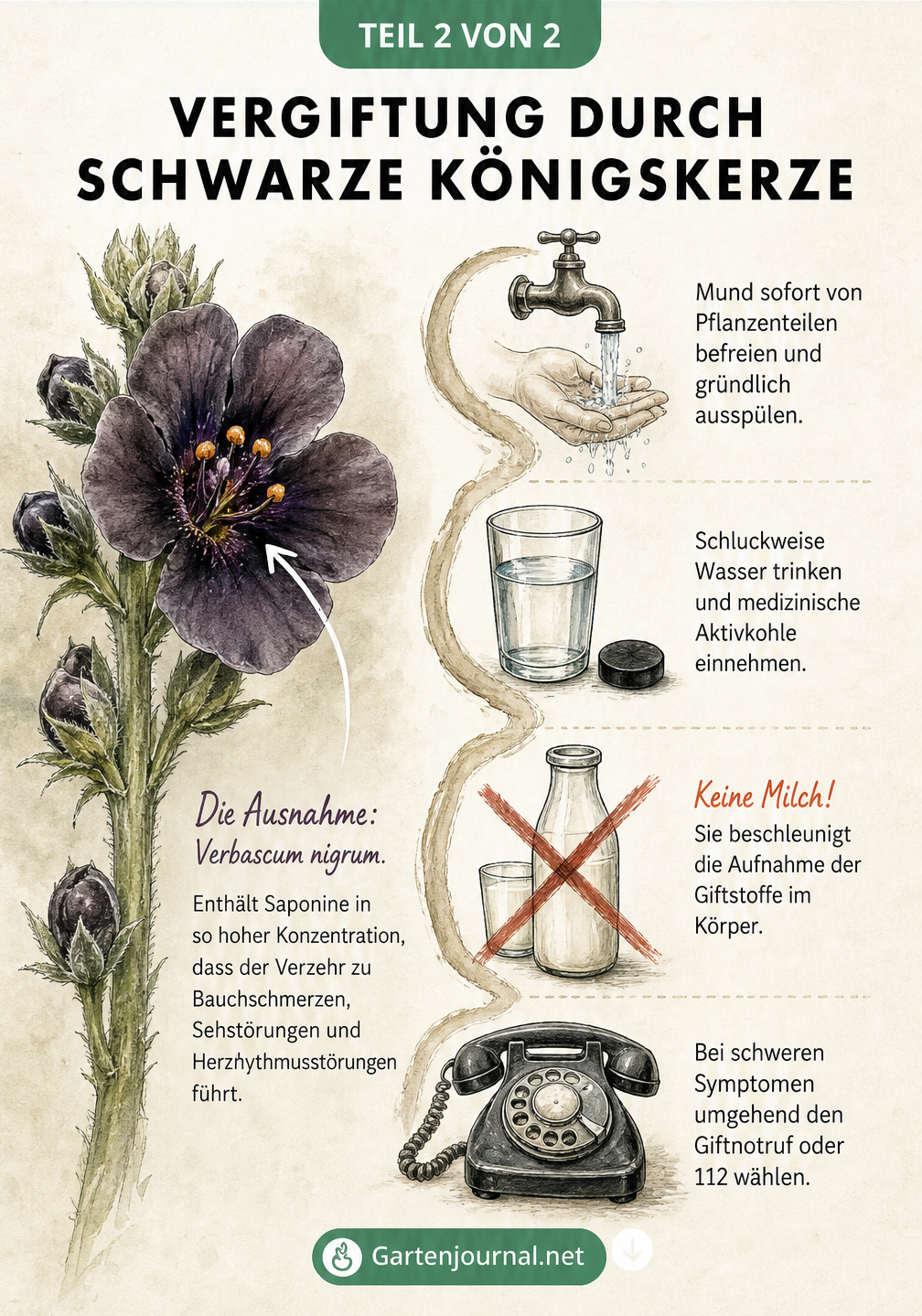Medizinische Lehrtafel zur Schwarzen Königskerze mit Erster-Hilfe-Anleitung bei Vergiftung durch Saponine.