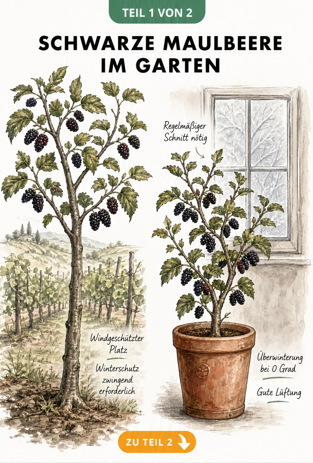 Botanische Illustration eines Schwarzen Maulbeerbaums im Freiland und im Kübel mit Pflegehinweisen