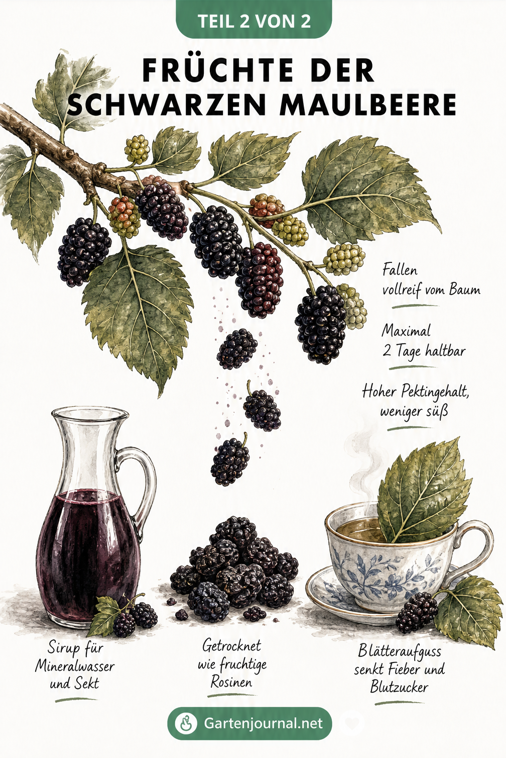Illustration von reifen Schwarzen Maulbeeren am Zweig sowie deren Verarbeitung zu Sirup, getrockneten Beeren und Tee