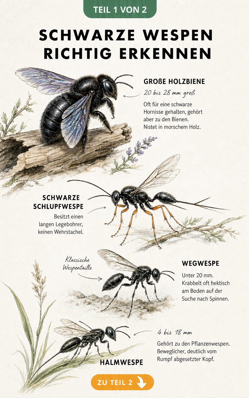 Illustration von vier schwarzen Wespenarten: Große Holzbiene, Schwarze Schlupfwespe, Wegwespe und Halmwespe mit Größenangaben