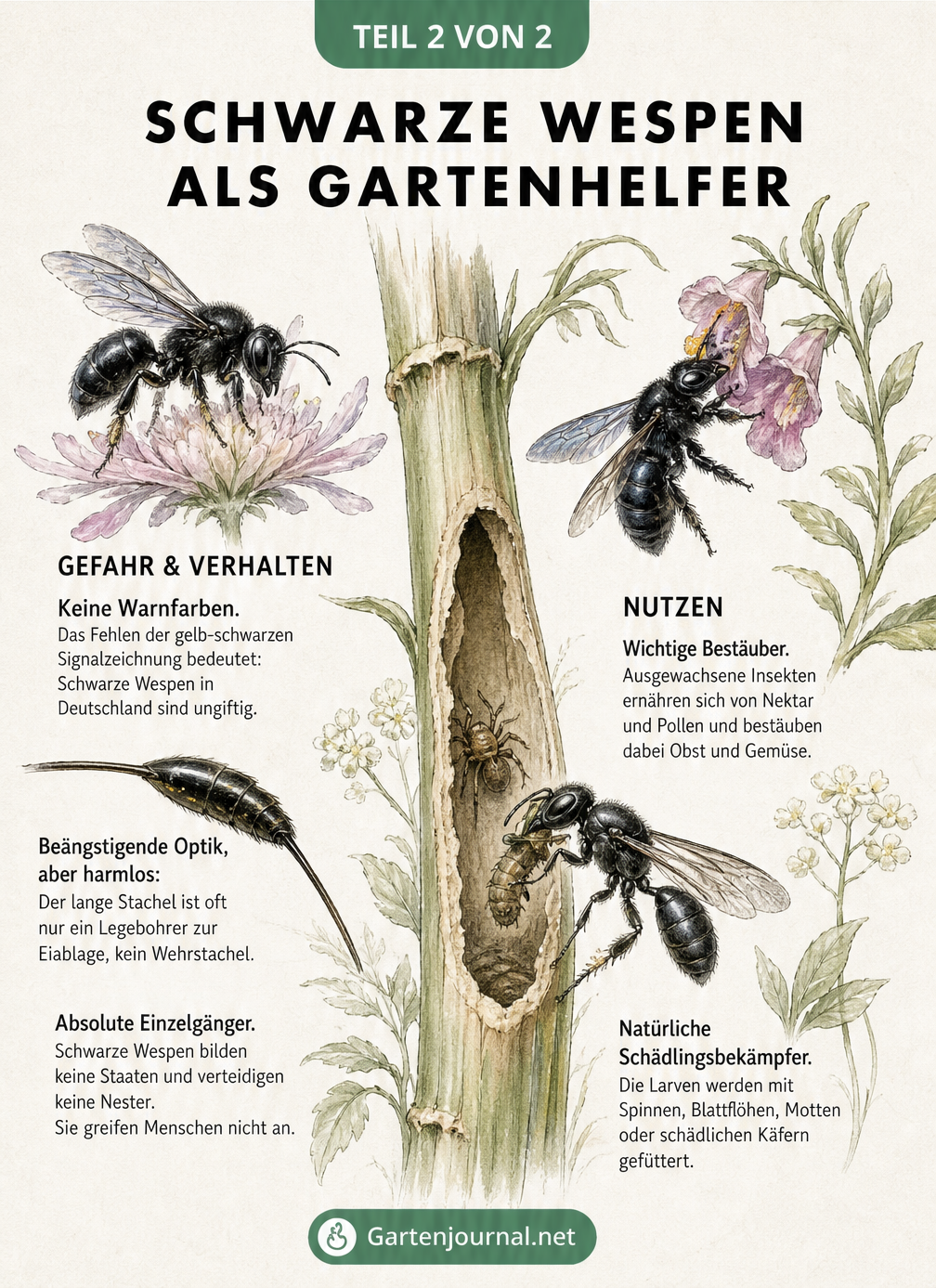 Zeichnung einer schwarzen Wespe auf einer Blüte und einer Grabwespe mit Beute im Pflanzenstängel