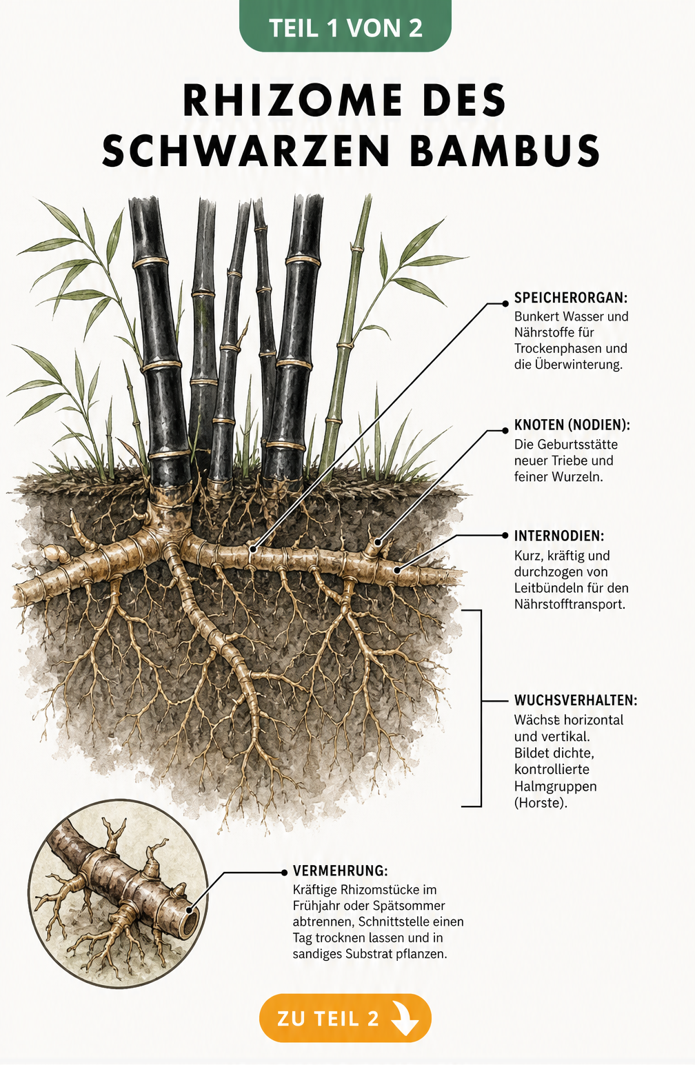 Botanische Querschnitt-Illustration der Rhizome des Schwarzen Bambus mit Wurzelnetzwerk und Halmen
