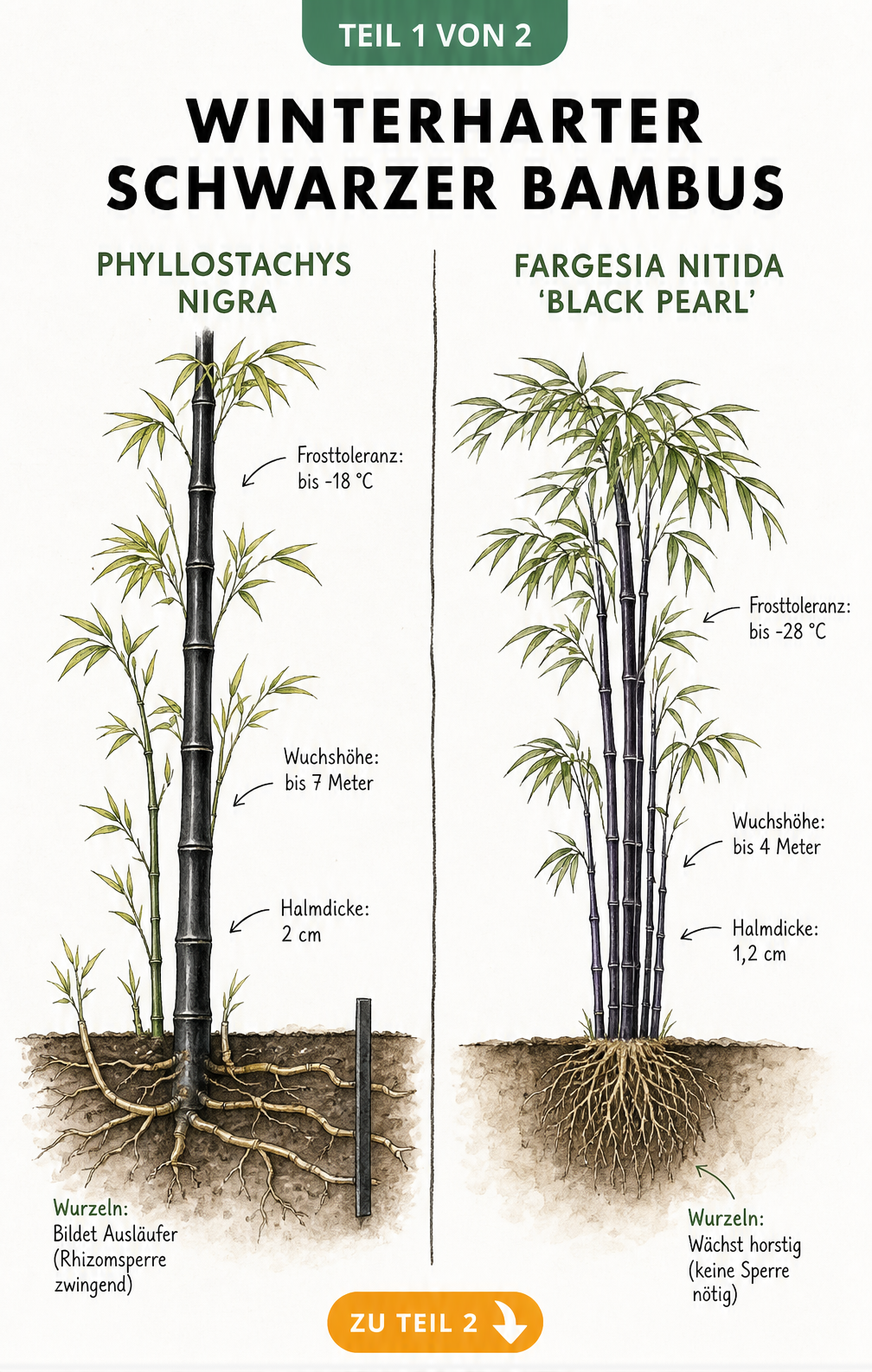 Botanische Illustration von Phyllostachys nigra und Fargesia nitida 'Black Pearl' mit Frosttoleranz und Wurzelaufbau