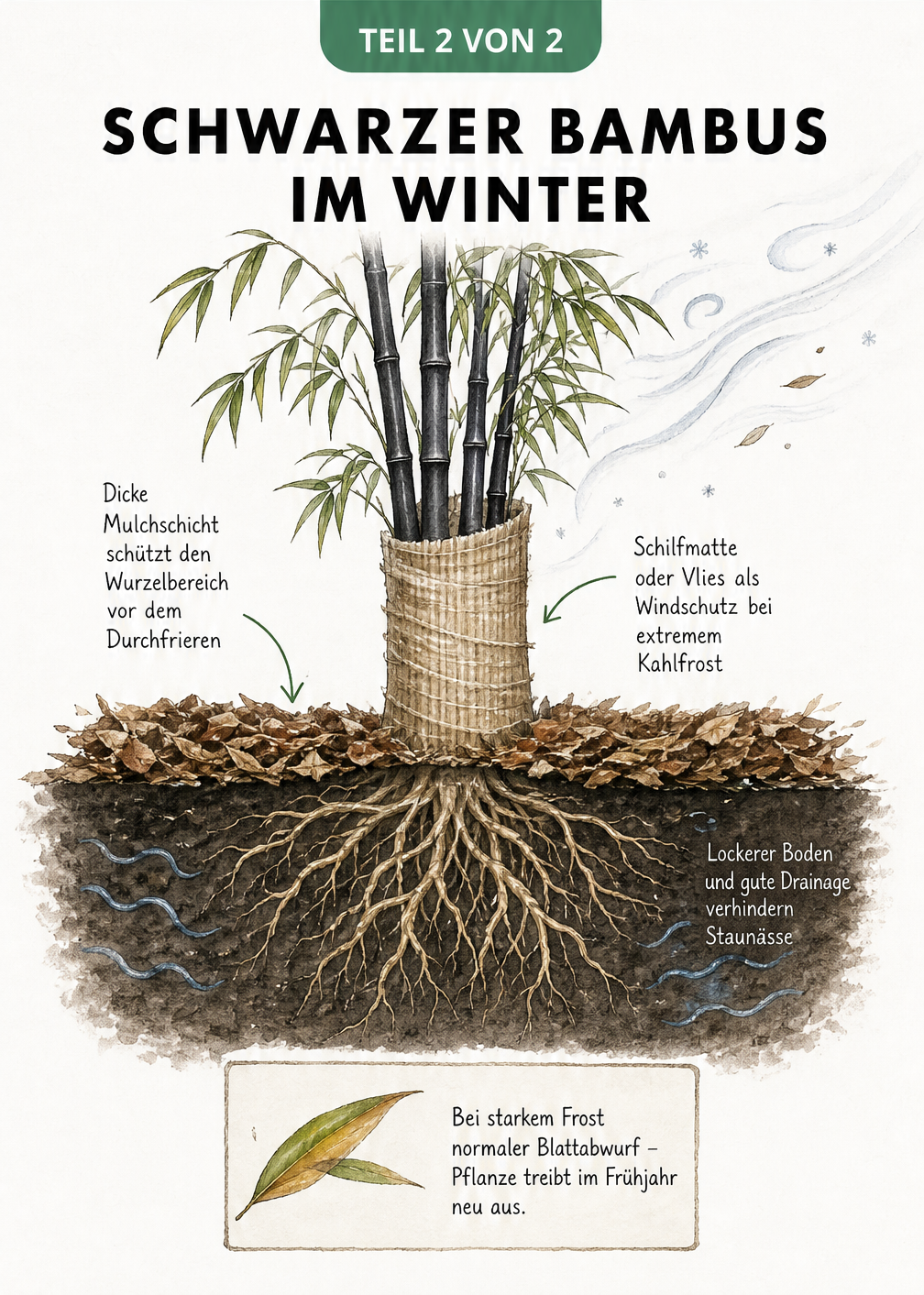 Querschnitt-Zeichnung eines schwarzen Bambus im Winter mit Mulchschicht und Windschutz
