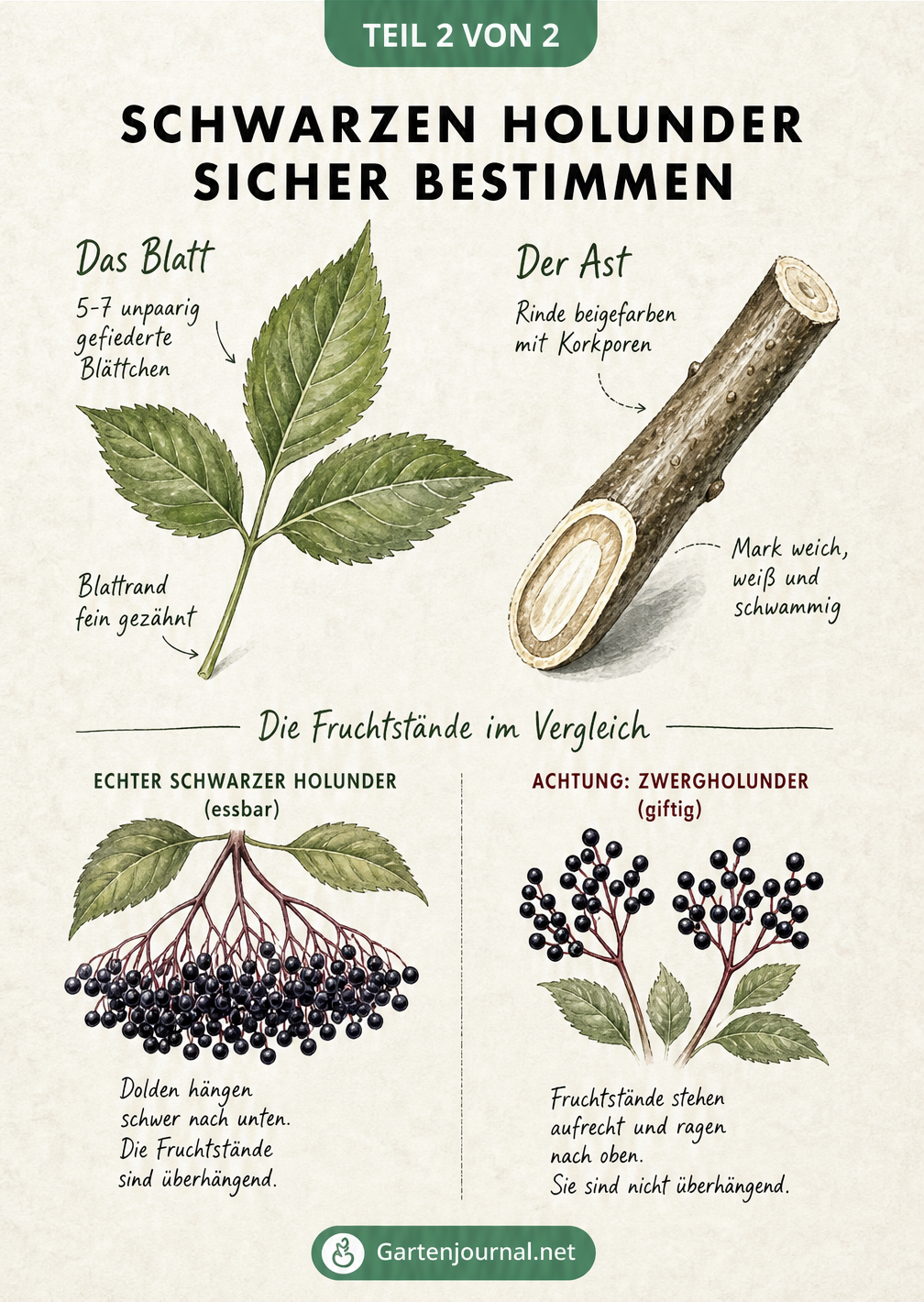Botanische Illustration von Holunderblatt, Astquerschnitt mit weißem Mark und hängenden Fruchtständen im Vergleich zum giftigen Zwergholunder