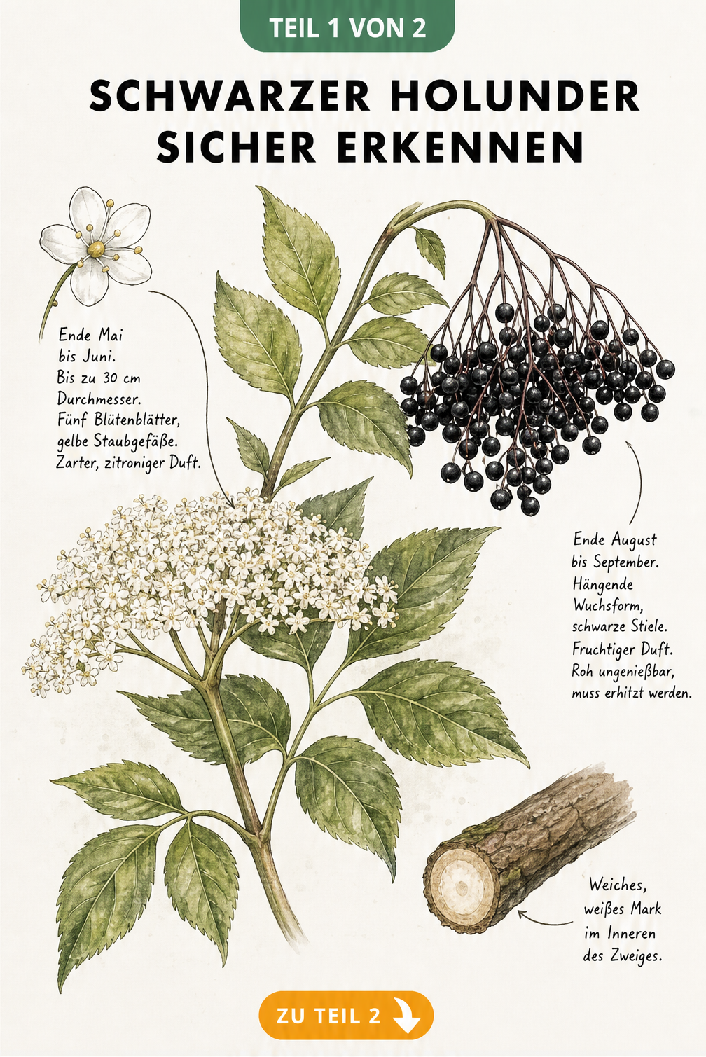 Botanische Illustration eines Holunderzweigs mit weißen Blüten im Frühsommer und schwarzen Beeren im Spätsommer