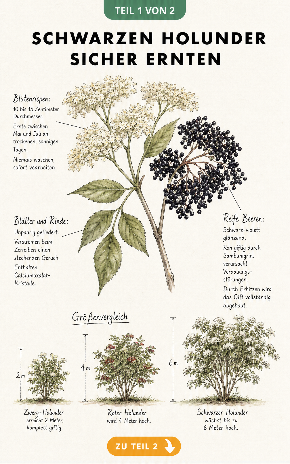 Botanische Illustration eines Holunderzweigs mit cremeweißen Blüten und schwarz-violetten Beeren sowie Größenvergleich von Holunderarten