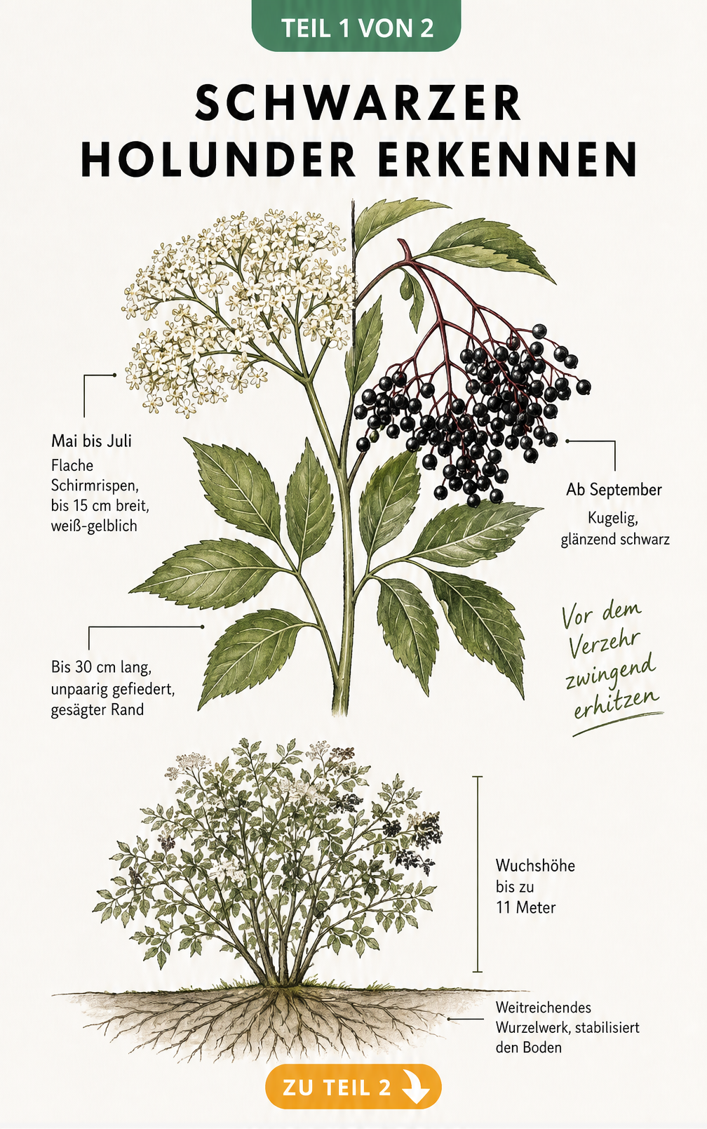 Botanische Illustration eines Holunderzweigs mit Blüten und Beeren