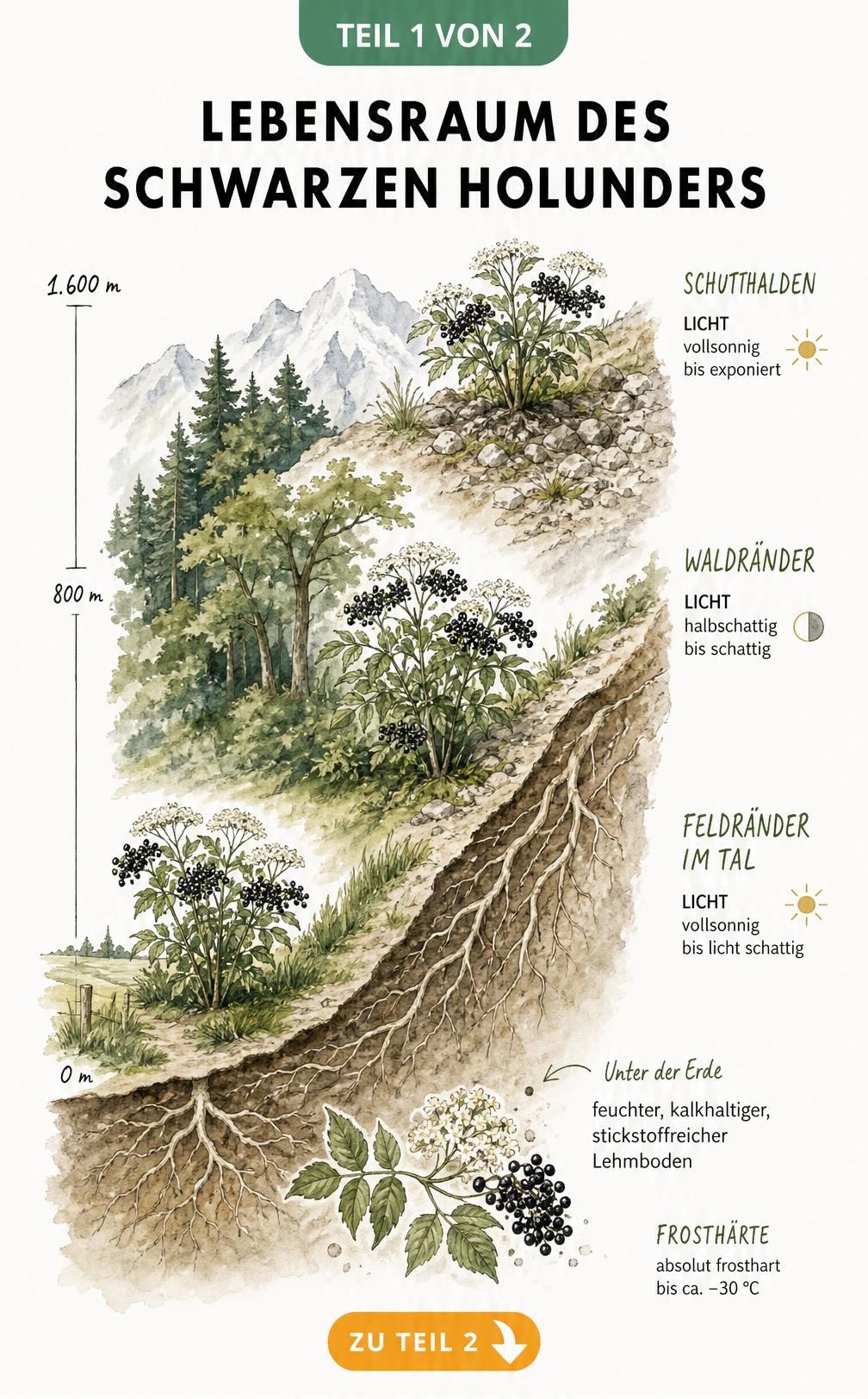 Illustration des Lebensraums vom Schwarzen Holunder vom Flachland bis in 1.600 Meter Höhe mit Bodenansicht