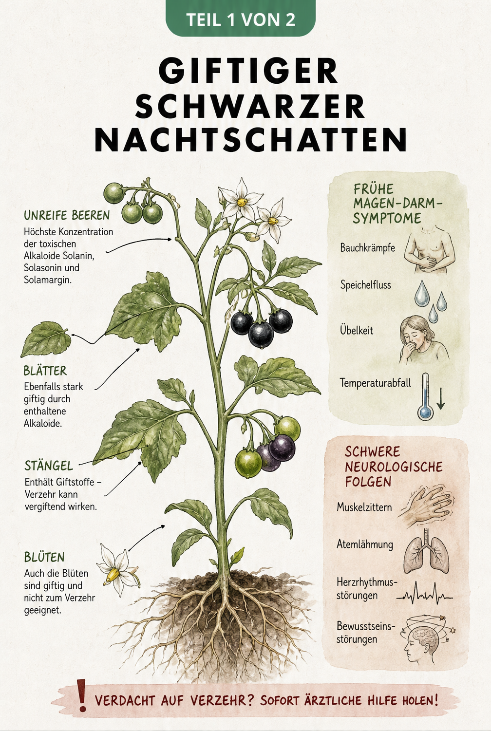 Botanische Illustration des Schwarzen Nachtschattens mit Hinweisen zur Giftigkeit von Beeren, Blättern und Blüten sowie Vergiftungssymptomen