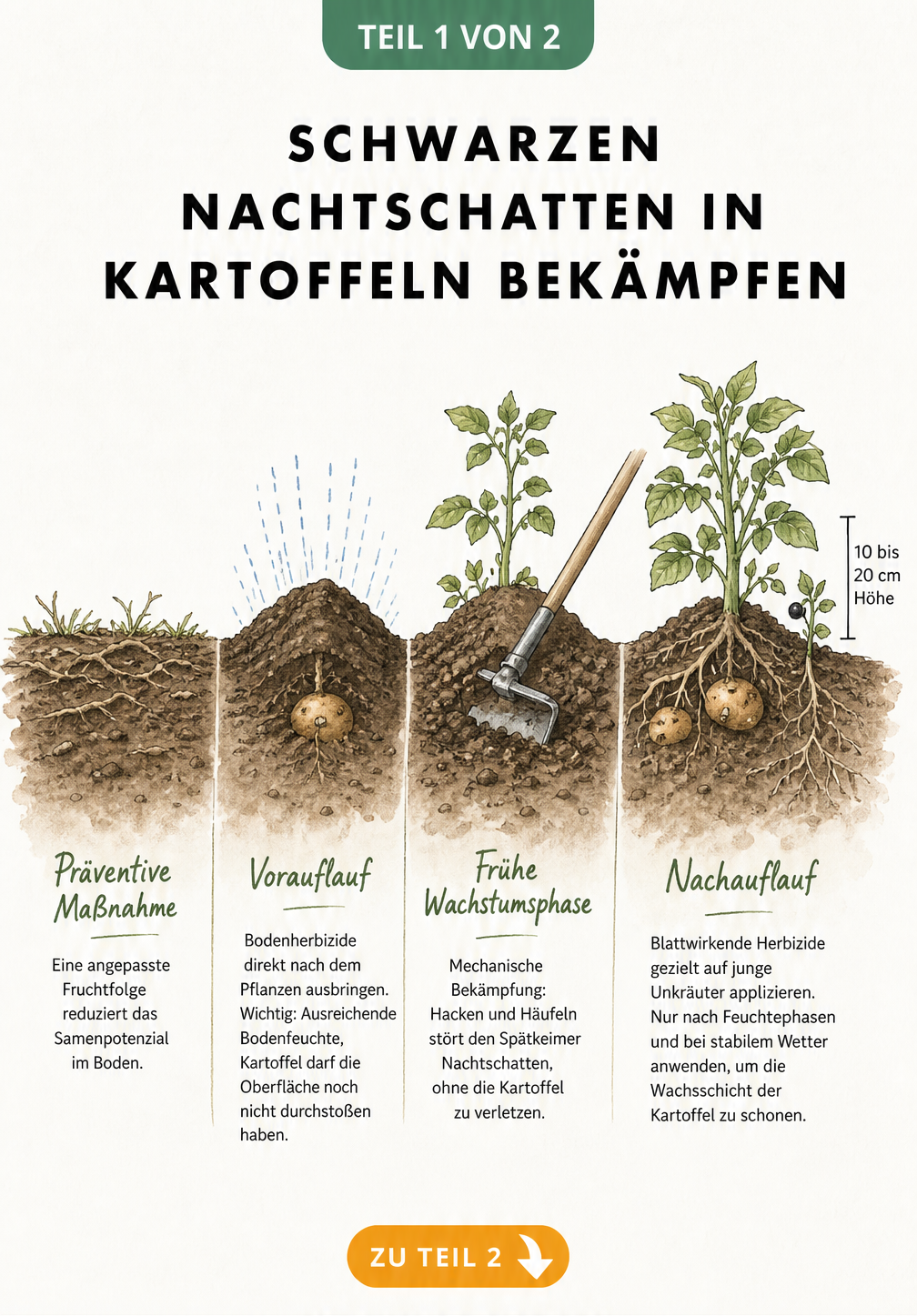 Querschnitt eines Kartoffelackers mit den Wachstumsphasen von Kartoffeln und Schwarzem Nachtschatten