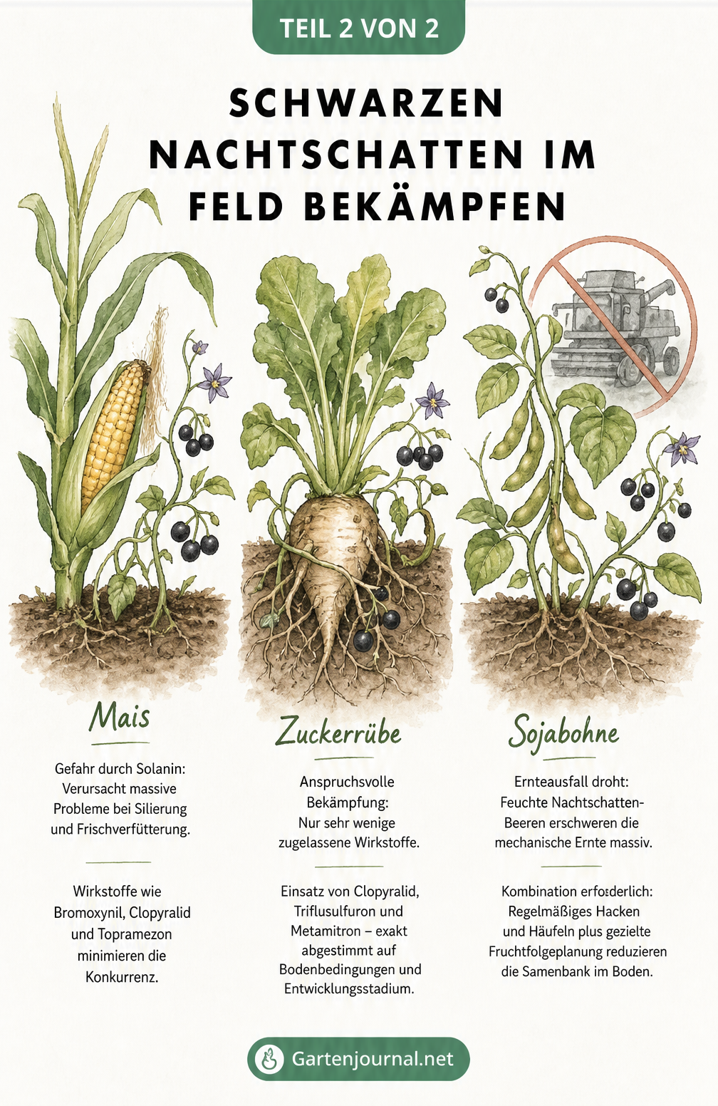 Illustration von Mais, Zuckerrübe und Sojabohne, die von Schwarzem Nachtschatten umrankt werden