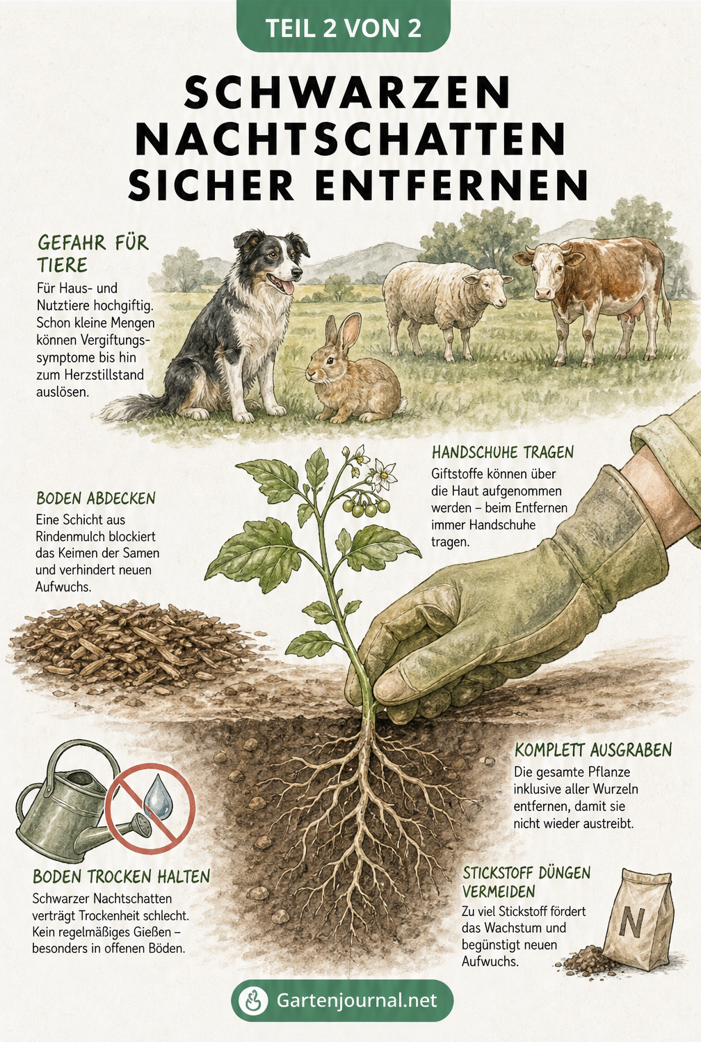 Illustration zur Gefahr des Schwarzen Nachtschattens für Tiere und Anleitung zum sicheren Entfernen der Pflanze mit Handschuhen