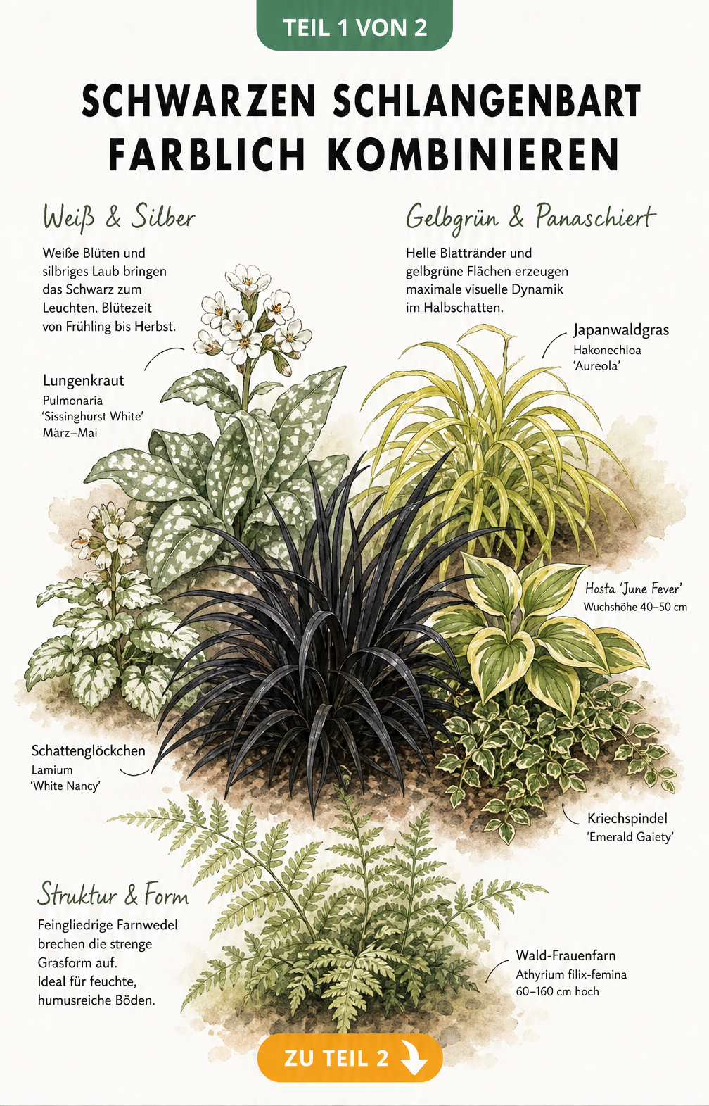 Botanische Aquarell-Zeichnung: Schwarzer Schlangenbart kombiniert mit Lungenkraut, Japanwaldgras und Wald-Frauenfarn