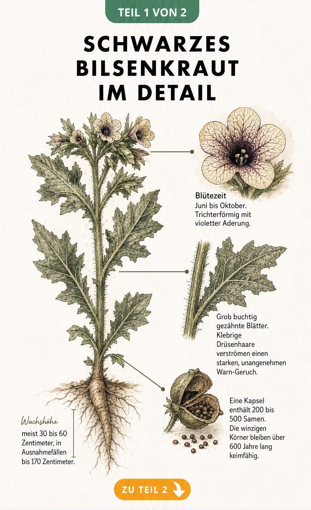 Botanische Zeichnung des Schwarzen Bilsenkrauts mit Details zu Blüte, Blatt und Fruchtkapsel