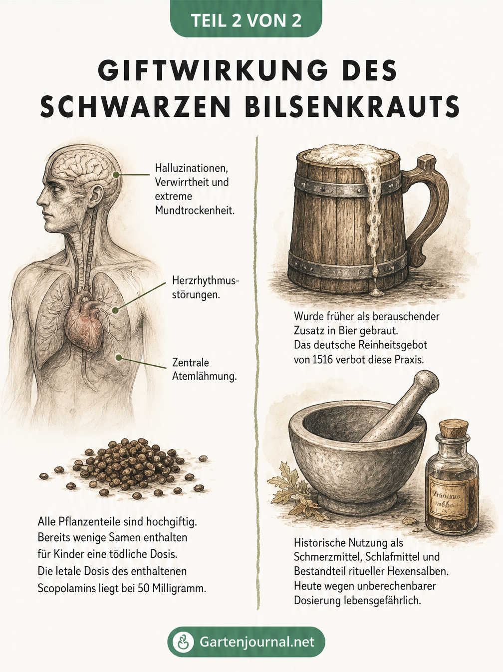 Illustration zur Giftwirkung und historischen Nutzung des Schwarzen Bilsenkrauts