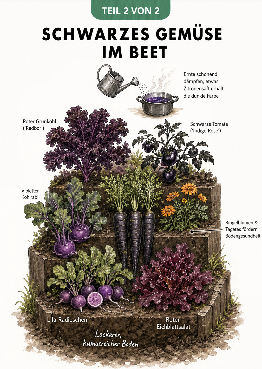 Querschnitt eines Gartenbeets mit dunklen Gemüsesorten wie lila Radieschen, schwarzen Karotten und rotem Grünkohl