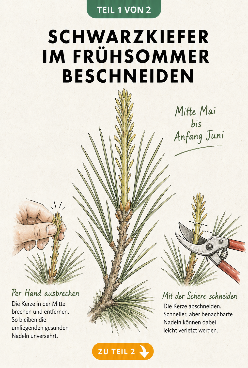Botanische Illustration einer Schwarzkiefer-Kerze im Frühsommer, die das Ausbrechen per Hand und den Schnitt mit der Gartenschere zeigt.