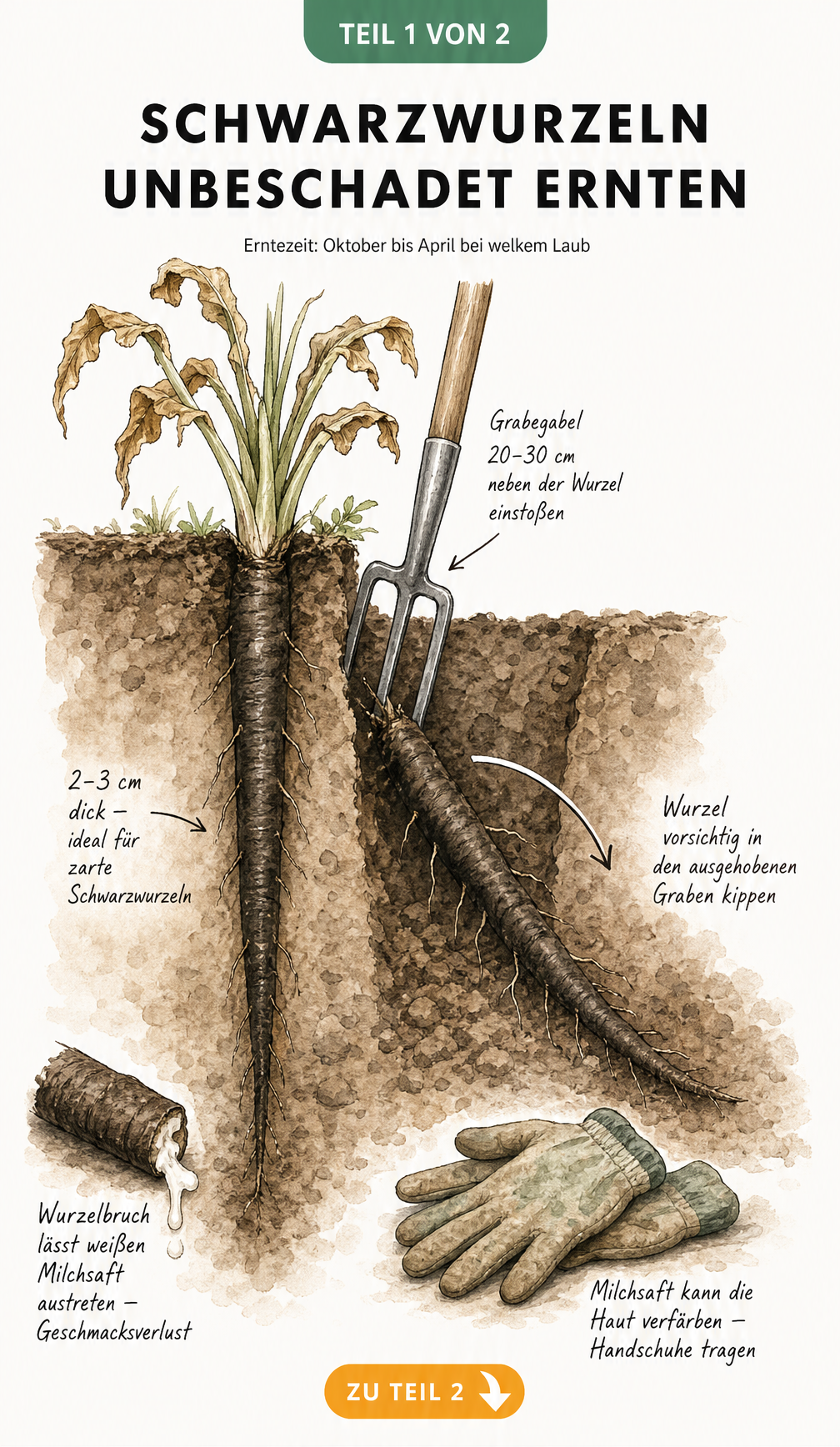 Illustration einer Schwarzwurzel im Erdboden neben einem ausgehobenen Graben mit Grabegabel