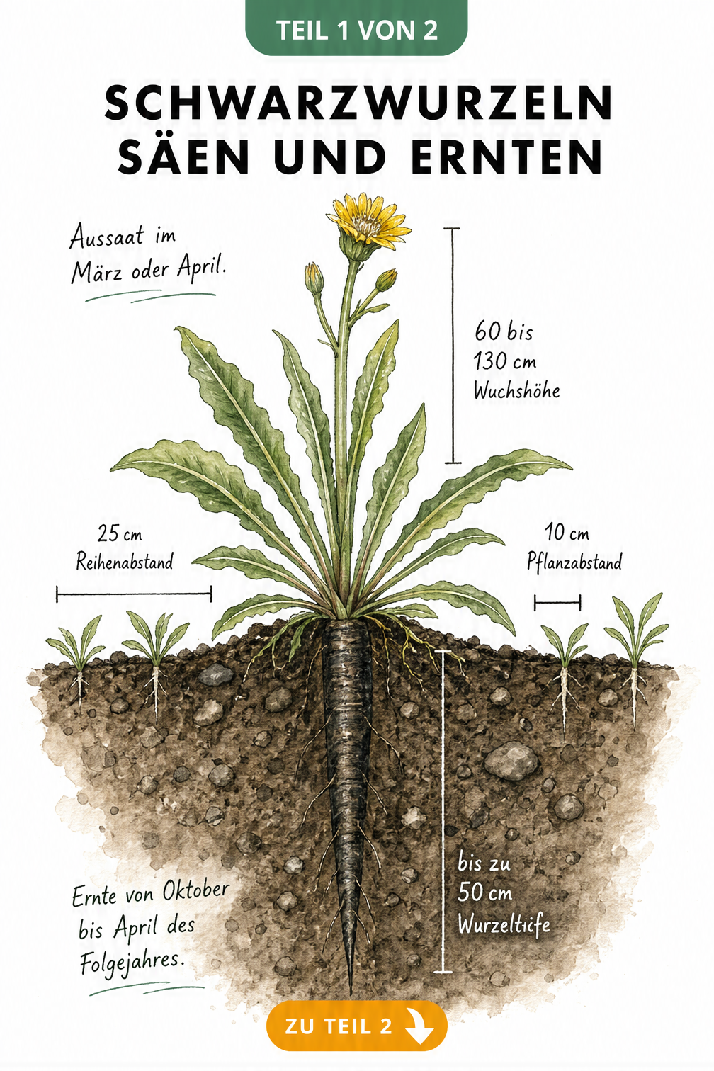 Botanische Illustration einer Schwarzwurzel mit Pfahlwurzel im Erdreich, Blättern und gelber Blüte sowie Maßangaben zu Wuchshöhe und Pflanzabstand