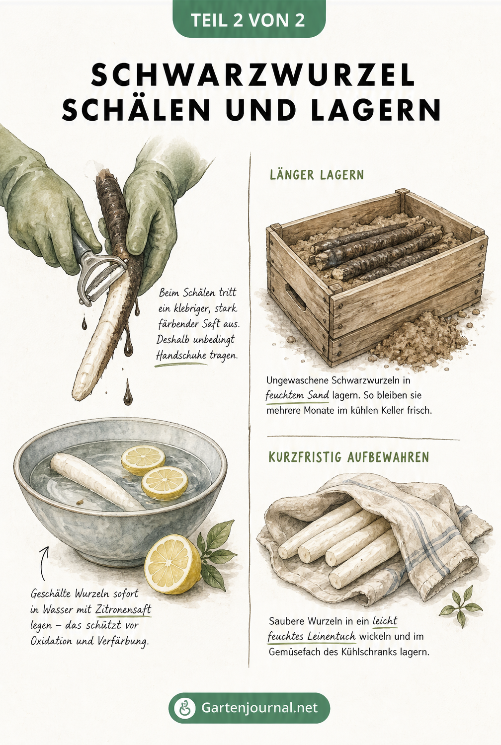 Illustration zum Schälen von Schwarzwurzeln mit Handschuhen und Zitronenwasser sowie Lagerung in Sandkiste und feuchtem Tuch