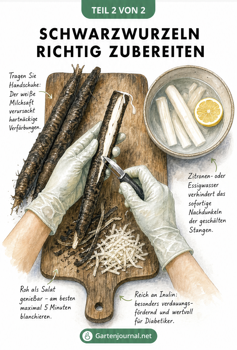 Illustration von Händen mit Küchenhandschuhen, die eine Schwarzwurzel schälen, daneben eine Schale mit Zitronenwasser und geschälten Wurzelstücken