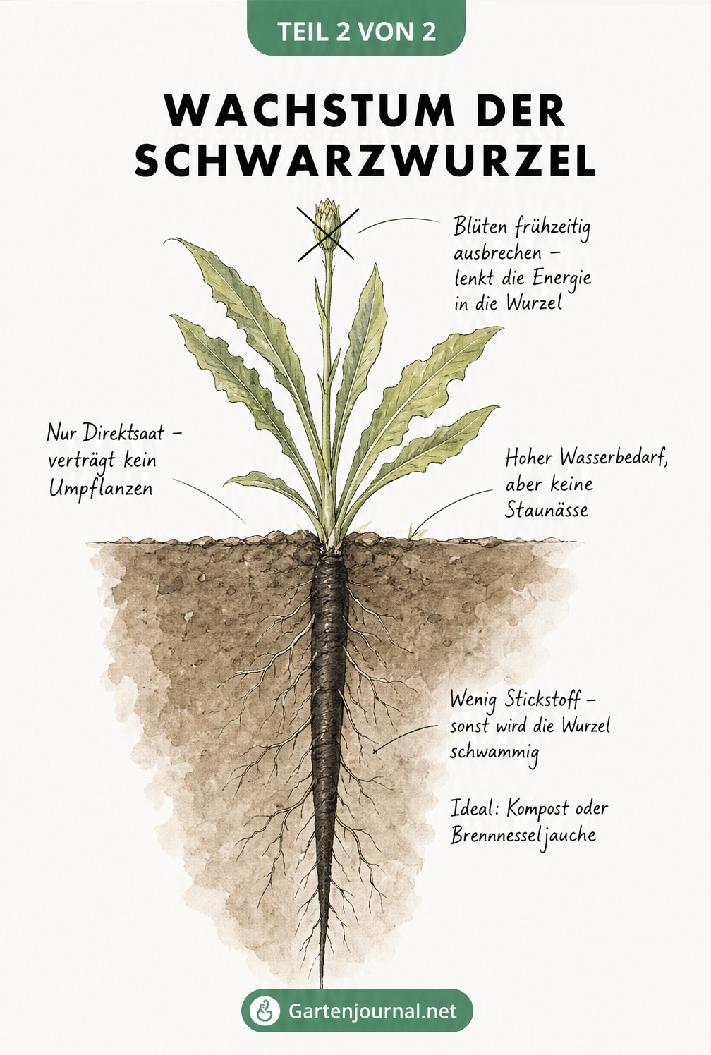 Botanische Zeichnung einer Schwarzwurzelpflanze mit Hinweisen zu Pflege und Nährstoffbedarf