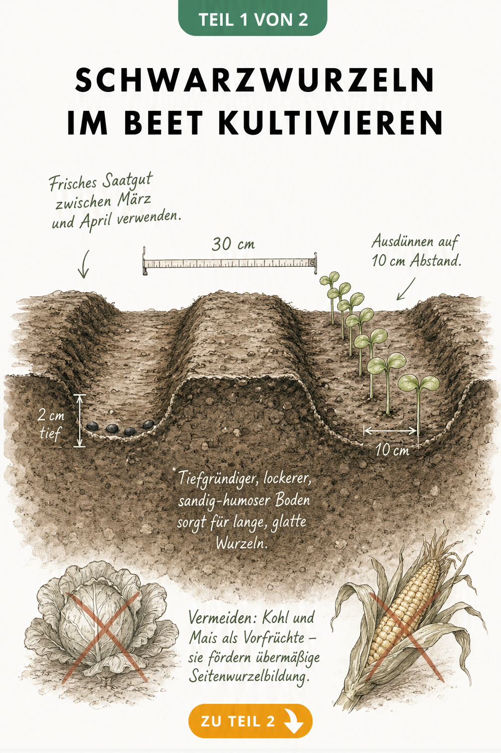 Bodenquerschnitt mit Saatrillen, Samen und kleinen Schwarzwurzel-Pflänzchen im Beet