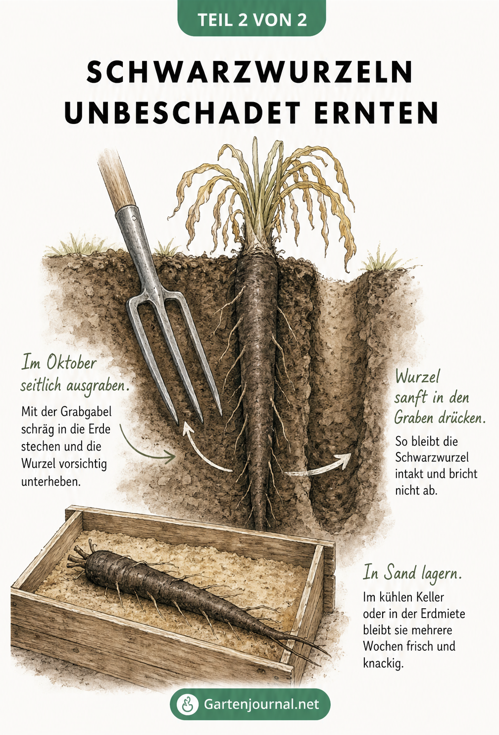 Illustration einer Schwarzwurzel-Ernte mit Grabgabel und seitlichem Graben