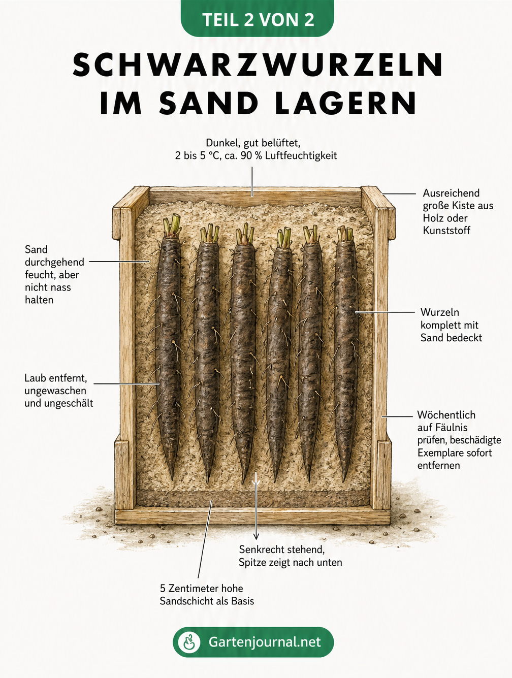 Querschnitt-Zeichnung einer Holzkiste mit Schwarzwurzeln, die senkrecht in feuchtem Sand gelagert werden