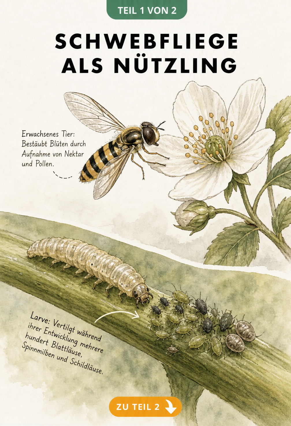 Botanische Illustration einer Schwebfliege und ihrer Larve, die Blattläuse frisst