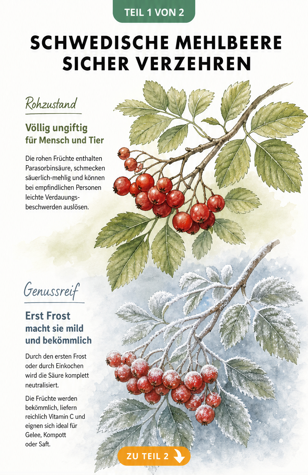 Botanische Illustration der Schwedischen Mehlbeere, die den Unterschied zwischen rohen und genussreifen Früchten nach dem Frost zeigt