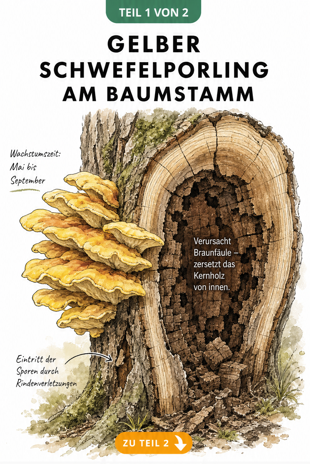 Illustration eines Baumstamms im Querschnitt mit gelbem Schwefelporling an der Rinde und Braunfäule im Kernholz