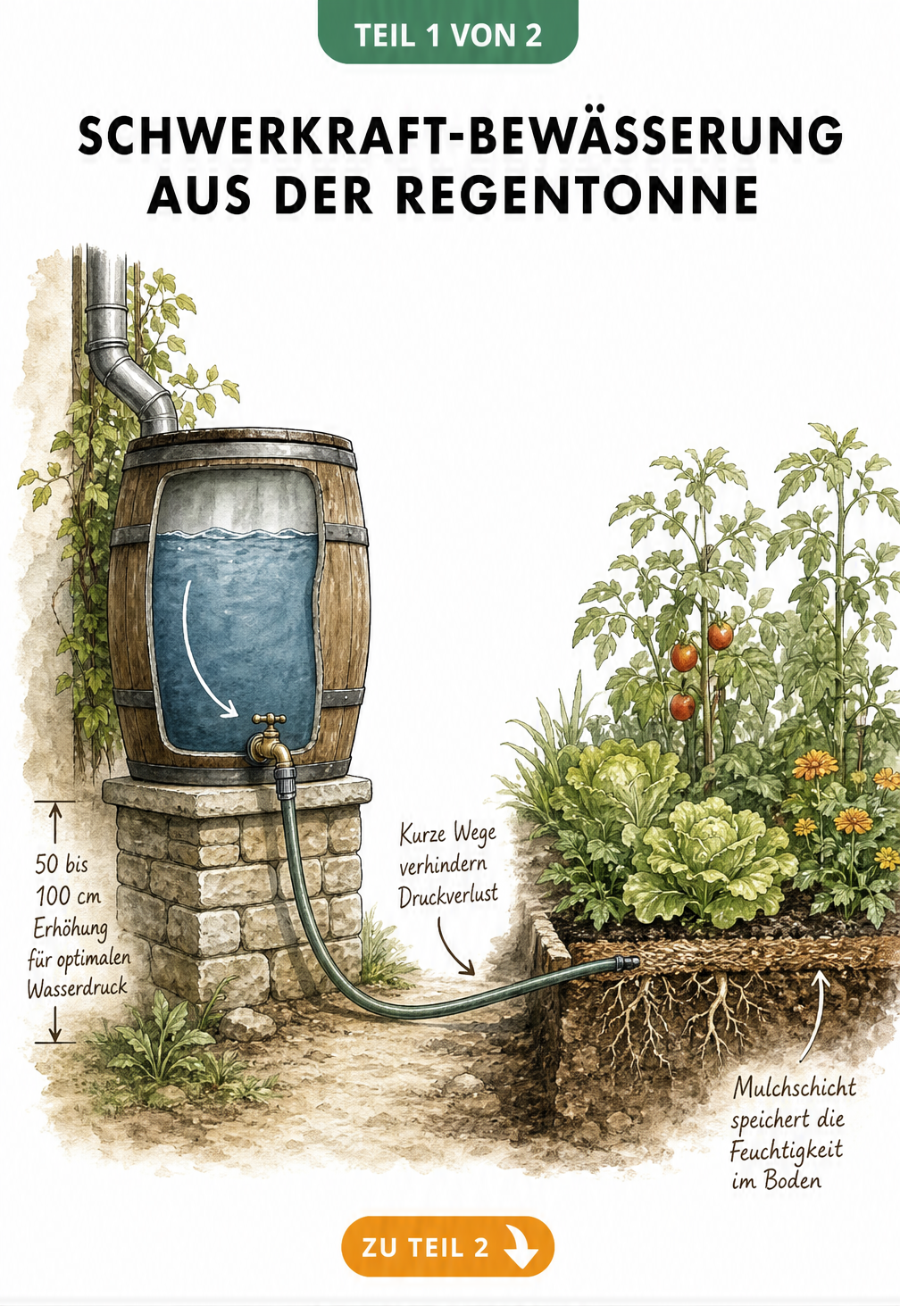 Querschnitt eines Gartens mit einer Regentonne auf einem Podest zur Schwerkraft-Bewässerung eines Gemüsebeets mit Mulchschicht