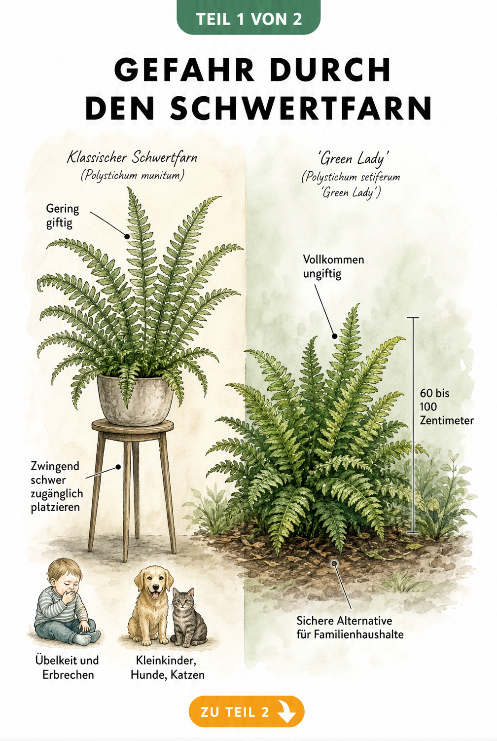 Illustration eines Schwertfarns auf einem Pflanzenständer und der Sorte Green Lady auf dem Boden mit Hinweisen zur Giftigkeit