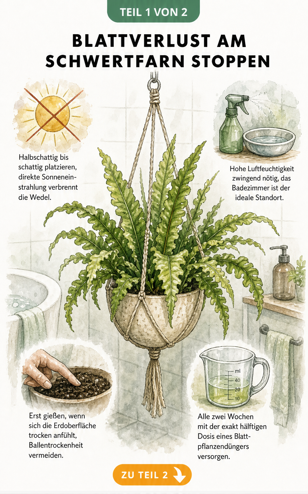 Illustration eines Schwertfarns in einer Blumenampel mit Pflegehinweisen zu Licht, Luftfeuchtigkeit, Gießen und Düngen