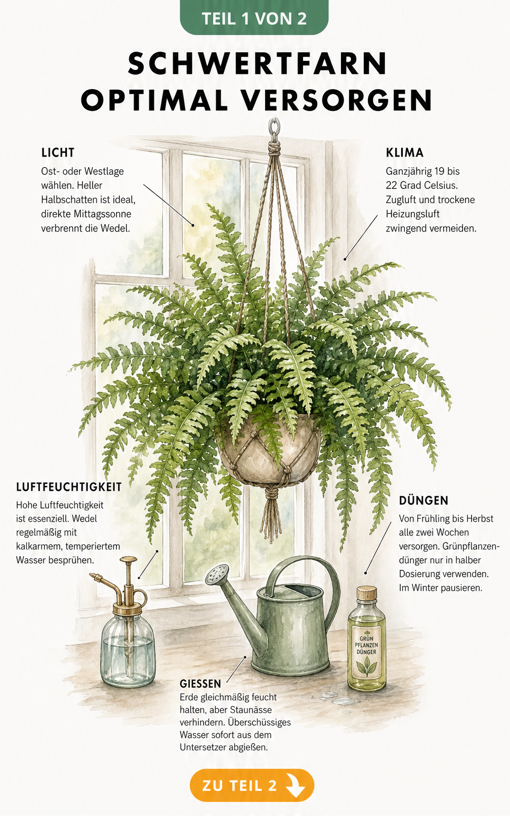Aquarell-Illustration eines Schwertfarns in einer Blumenampel am Fenster mit Pflegehinweisen zu Licht, Klima, Gießen und Düngen